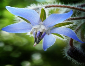 Ouma's Natural Remedies